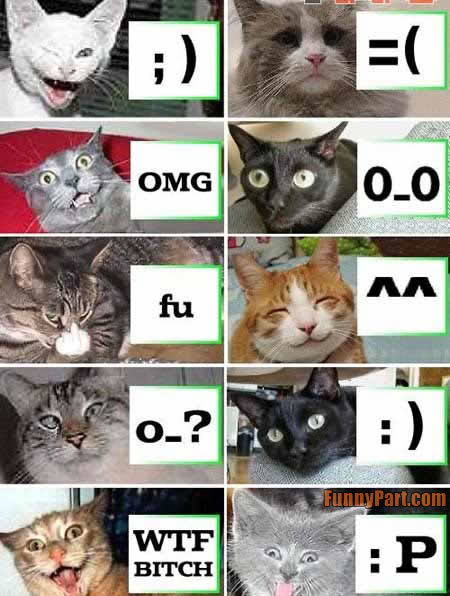 FunnyPartcomcat_comparisons-1.jpg