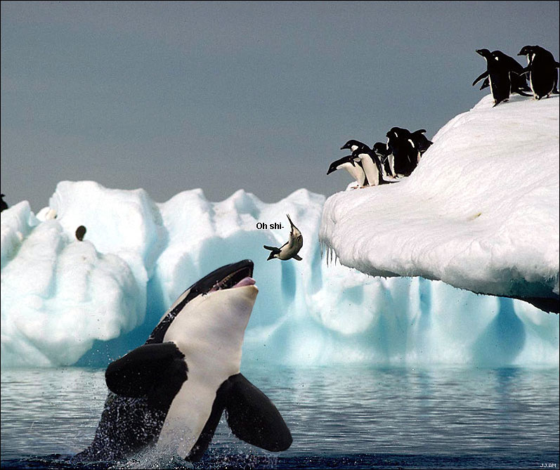 PenguinOwnedOrcaOhShi-1.jpg