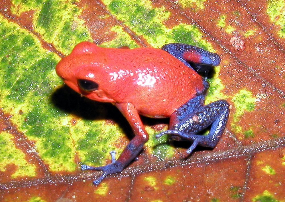 Dendrobates_pumilio-1.jpg