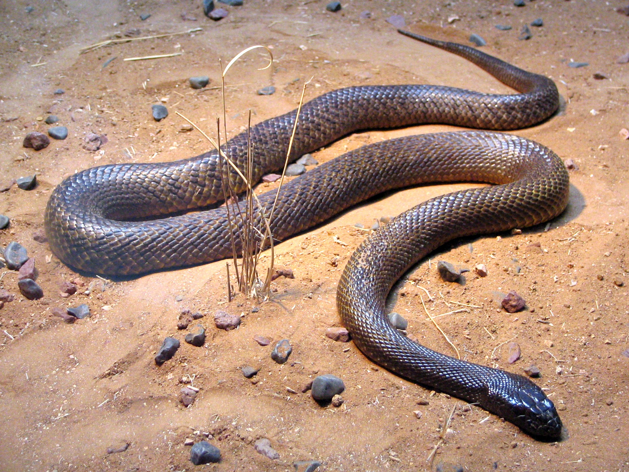 Fierce_SnakeOxyuranus_microlepidotus-1.jpg