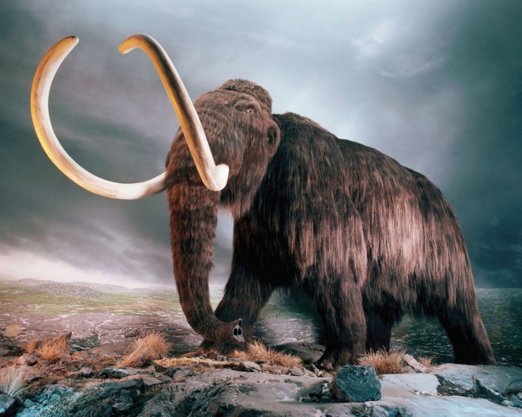 Mamut750x600-1.jpg