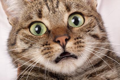 cat_shock.jpg